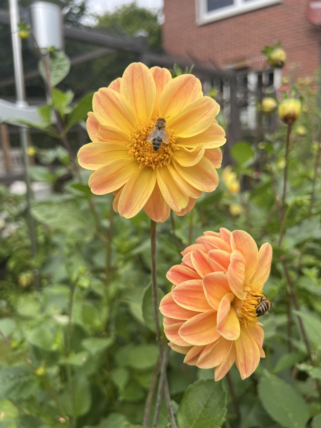 Zwei apricotfarbene Dahlienblüten mit Bienen