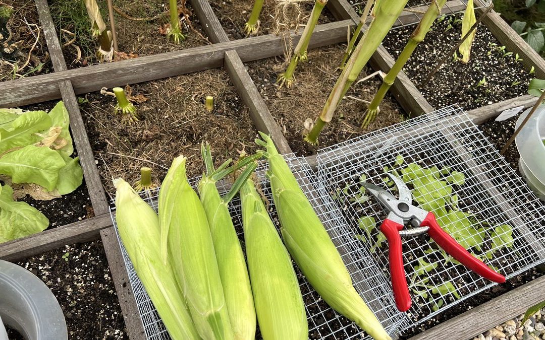 Vier frische, geschälte Maiskolben und eine Gartenschere mit roten Griffen liegen auf einem Drahtgitterrost, der auf einem hölzernen Gartenbeet steht. Das Beet enthält Erde, Salat und die Stängel des geernteten Maises.