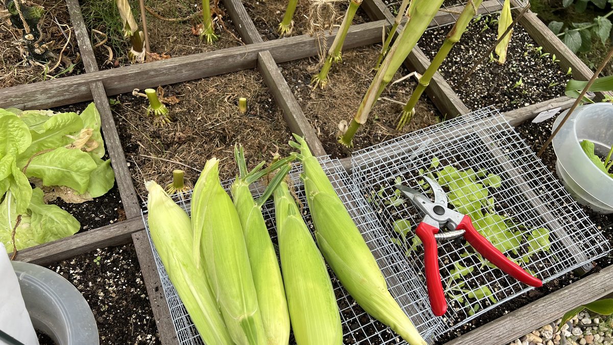 Vier frische, geschälte Maiskolben und eine Gartenschere mit roten Griffen liegen auf einem Drahtgitterrost, der auf einem hölzernen Gartenbeet steht. Das Beet enthält Erde, Salat und die Stängel des geernteten Maises.
