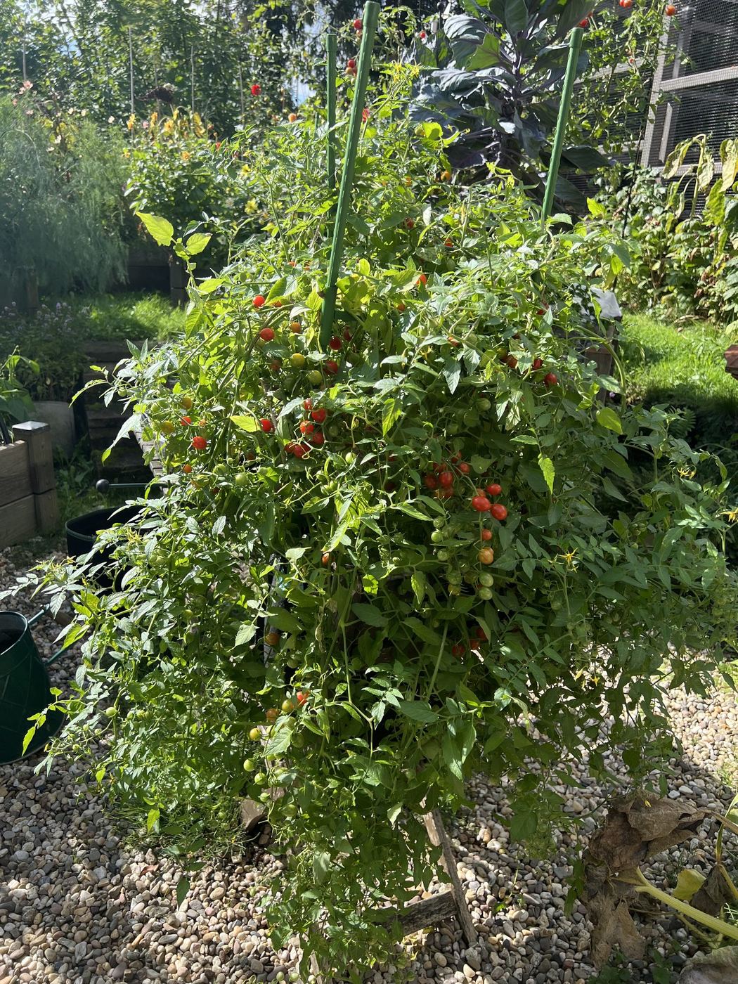 Üppige Hängetomate Small Egg voller kleiner Früchte auf einem Stuhl im Garten