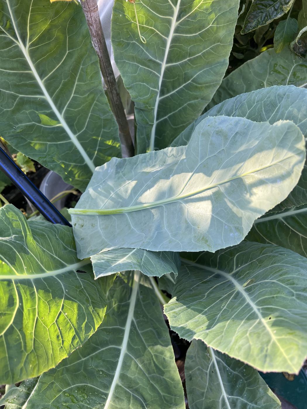 Ein großes Blumenkohlblatt ist über den Kopf geknickt