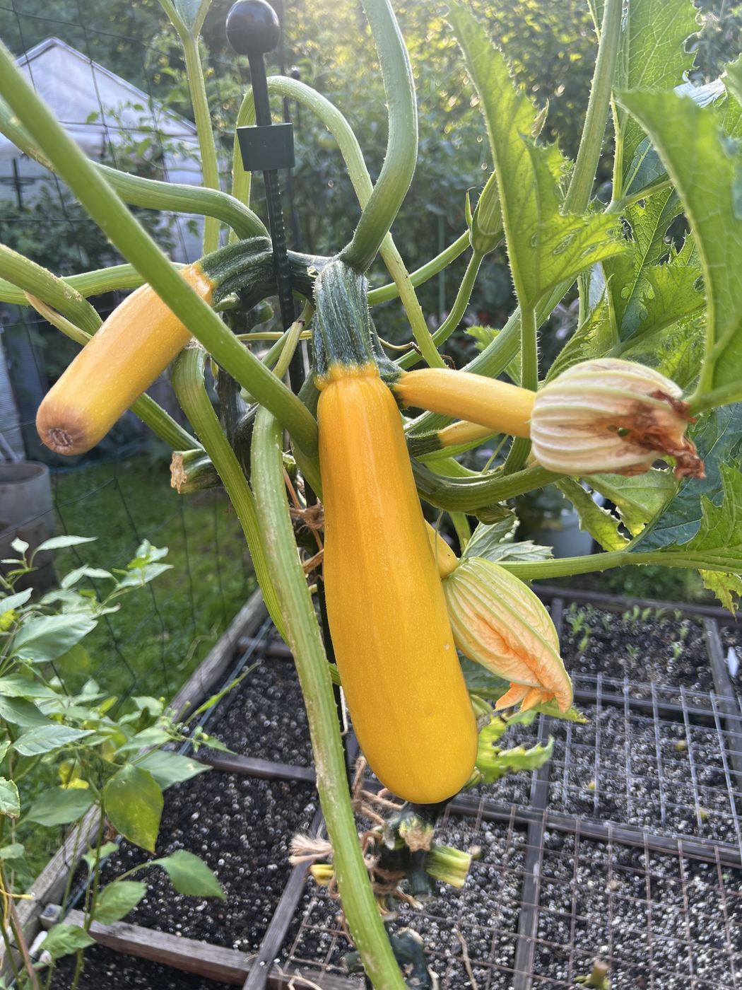 Gelbe Zucchini an einer hochgebundenen Pflanze über dem Quadratbeet