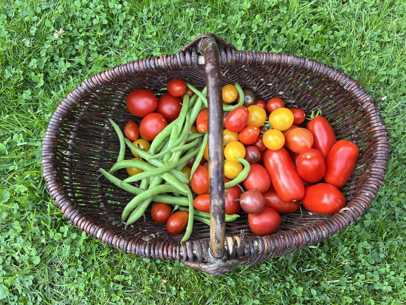 Weidenkorb auf dem Rasen mit roten, gelben und dunklen Tomaten und grünen Buschbohnen