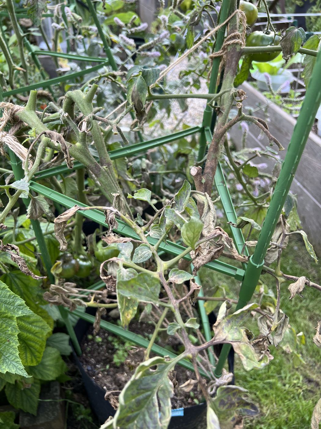 Tomatenpflanze mit braunen, vertrockneten Blättern durch Krautfäule