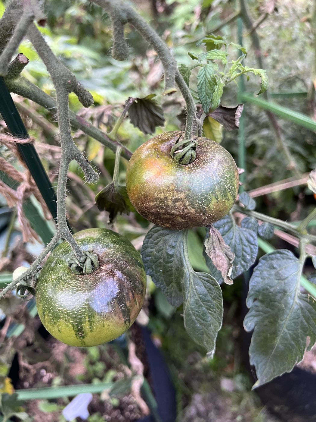 Zwei grüne Tomaten mit braunen, marmorierten Flecken