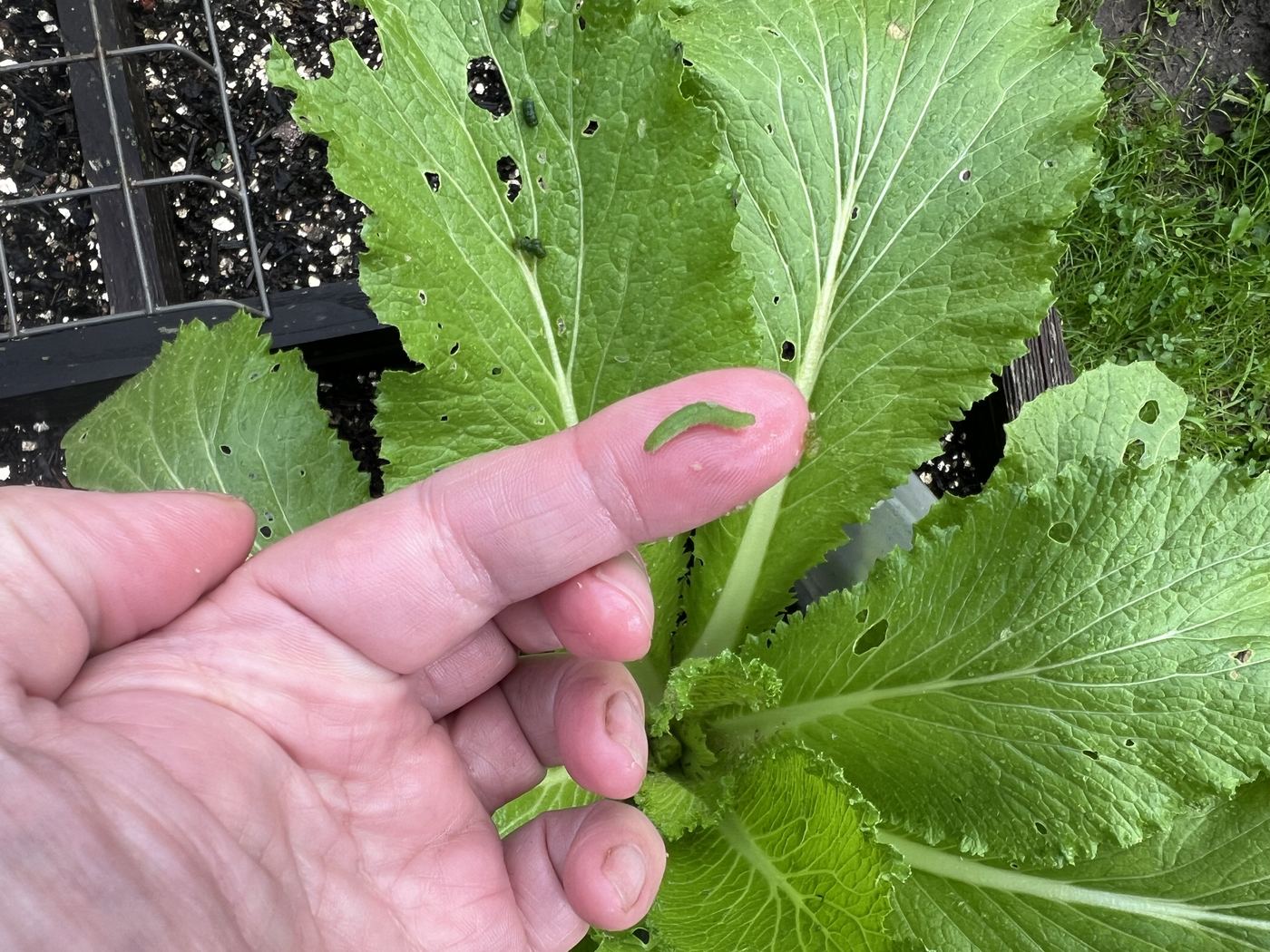 Kleine grüne Raupe auf einem Finger über dem Chinakohl