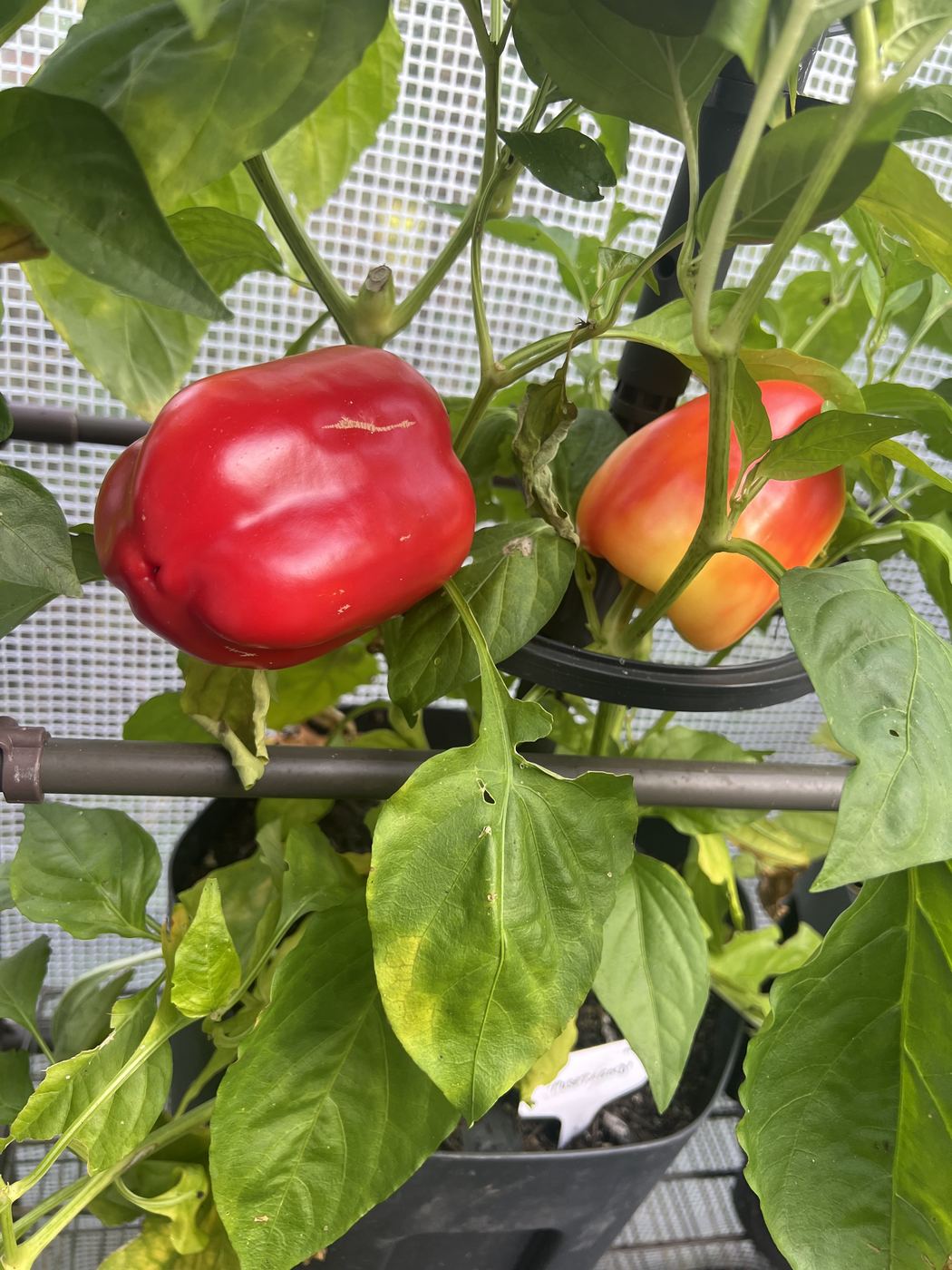 Rote und orangerote Paprika an der Pflanze
