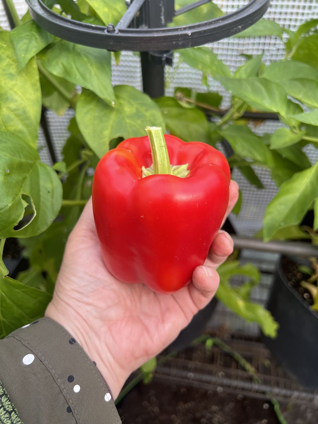 Hand hält eine große rote Paprika