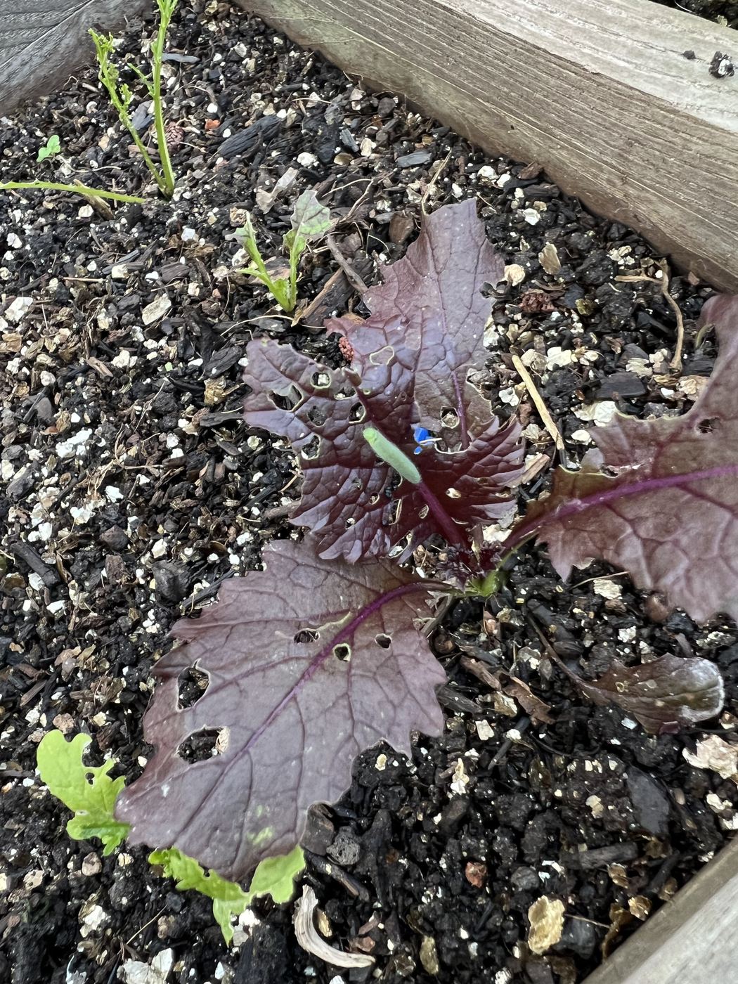 Roter Asia-Salat mit Fraßlöchern im Quadratbeet