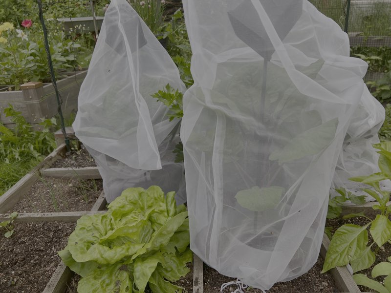 Ein Gartenbeet mit grünen Blattpflanzen. Einige Pflanzen sind mit einem feinen weißen Netz bedeckt, um sie zu schützen, während andere, darunter Salat, unbedeckt sind. Der Boden ist dunkel und die Pflanzen sehen gesund aus, umgeben von weiterer Vegetation und einem Gartenzaun.