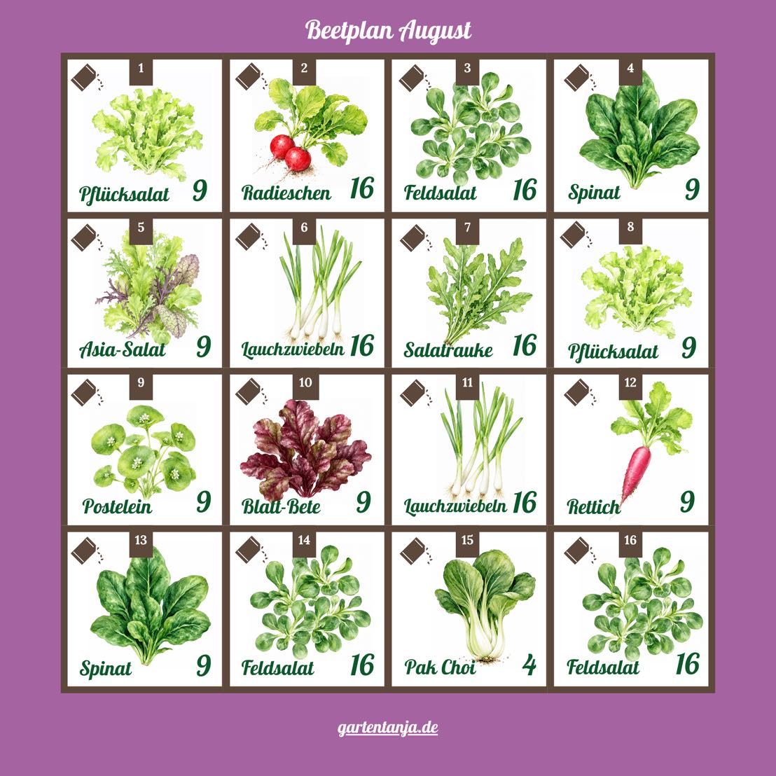 Beetplan-August-Tabelle mit 16 beschrifteten Gemüseabbildungen auf violettem Hintergrund. Enthält unter anderem Salat, Radieschen, Spinat, Frühlingszwiebeln, Mangold, Pak Choi und mehr, jeweils mit einer Pflanznummer und einem Symbol. Unten ist die Website „gartenanja.de“ angegeben.