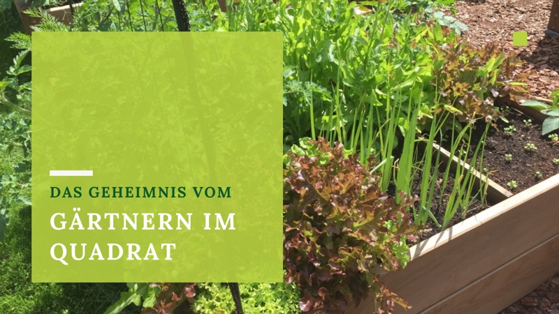 Ein Hochbeet mit gemischtem Blattgemüse wächst im Freien im Sonnenlicht. Auf der linken Seite zeigt ein grüner, durchsichtiger Kasten den deutschen Text: "Das Geheimnis vom Gärtnern im Quadrat". Die Szene suggeriert organisierte, intensive Gartenarbeit auf kleinem Raum.