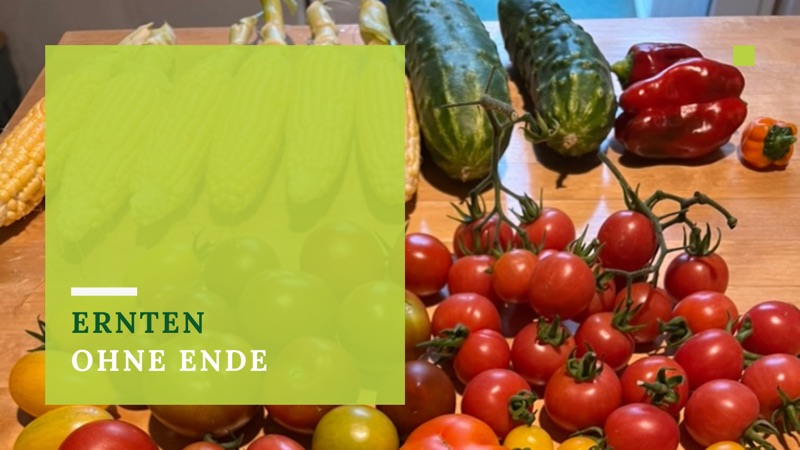 Auf einem Holztisch liegt frisches Gemüse: gelber Mais, dunkelgrüne Gurken, viele rote und orangefarbene Tomaten und rote Paprikaschoten. Ein grüner, halbtransparenter Kasten überlagert die linke Seite mit weißem und grünem Text, der "Ernten ohne Ende" lautet.