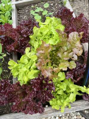 Ein Hochbeet mit gemischten Blattsalatsorten, darunter grüner und roter Blattsalat, die dicht nebeneinander in dunkler Erde wachsen. Die Blätter sind voll und variieren in Farbe und Textur, was auf ein gesundes Wachstum hindeutet.