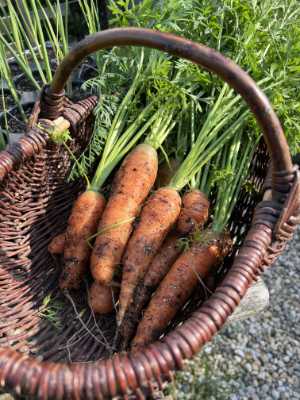 Ein geflochtener Korb, gefüllt mit frisch geernteten Möhren, die mit Erde bedeckt sind und deren grüne Blattspitzen noch dranhängen, steht im Freien auf einer Schotterfläche. Das Sonnenlicht hebt die Karotten und die Struktur des Korbes hervor.